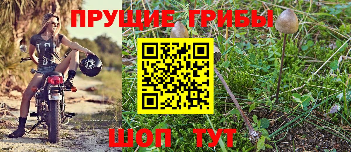 Самара  Псилоцибиновые грибы Cubensis  Вход с VPN 